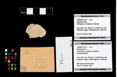 Foto (Objekt + Etikett) von Pithonoton sp.  (NHMW-GEO-1990-0041-4377)